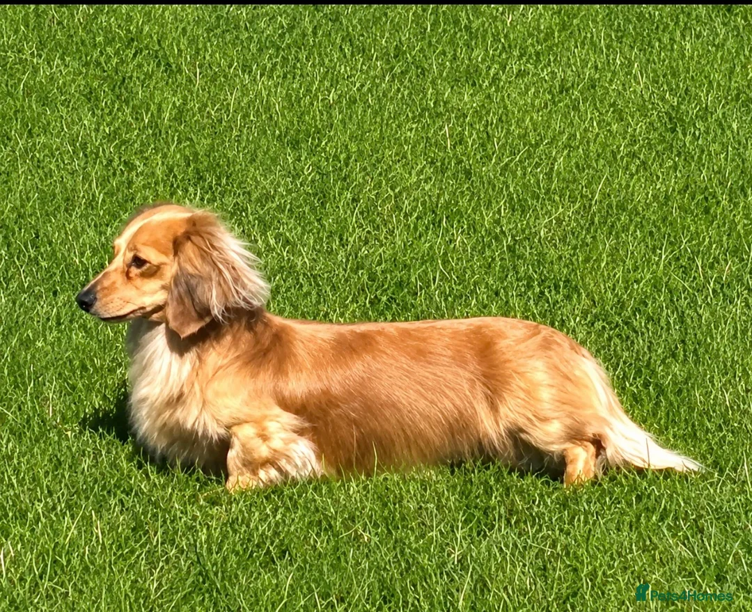 Miniature Dachshund dogs for stud: Excellent example of the breed for stud - Advert 1