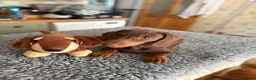 Dachshund dogs for sale:  LAST 3 Unique Dachshund Miniature KC Pups - Advert 14