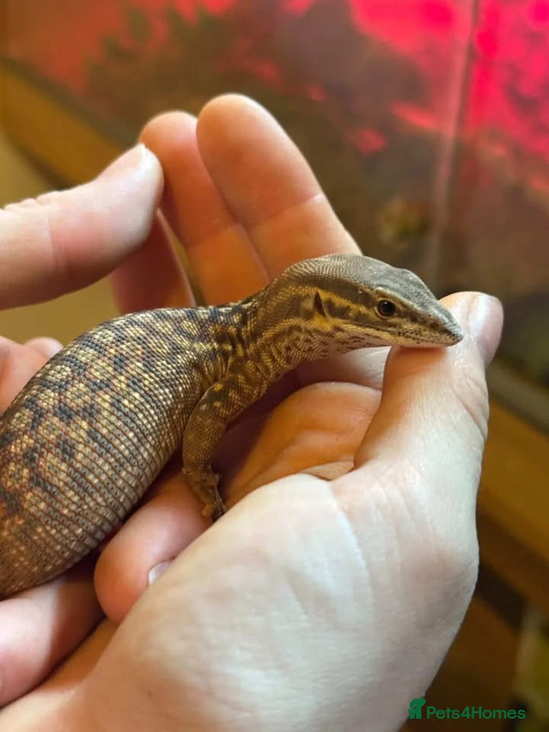 Monitor reptiles for sale: Ackie monitor with full enclosure suspected male  in Milton Keynes - Advert 7