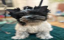 Mixed Breed dogs for sale: Biewer Terrier 2 boys , parents DNA tested. - Image 6