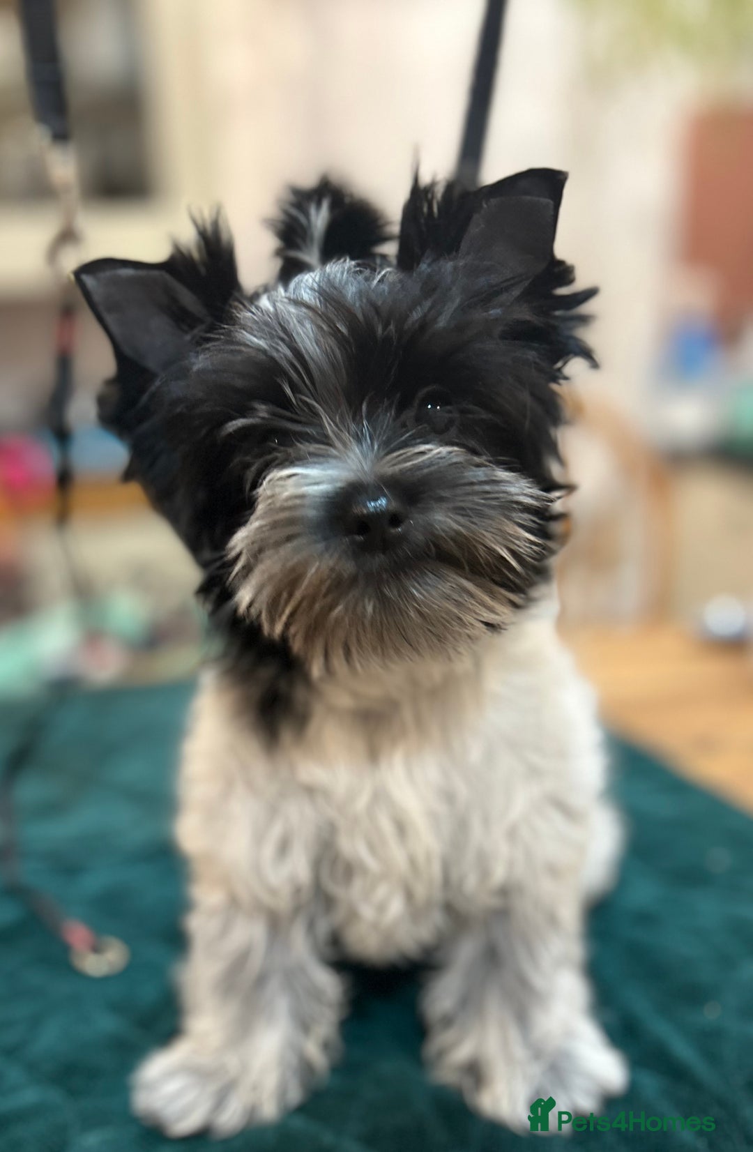 Mixed Breed dogs for sale: Biewer Terrier 2 boys , parents DNA tested. - Image 6