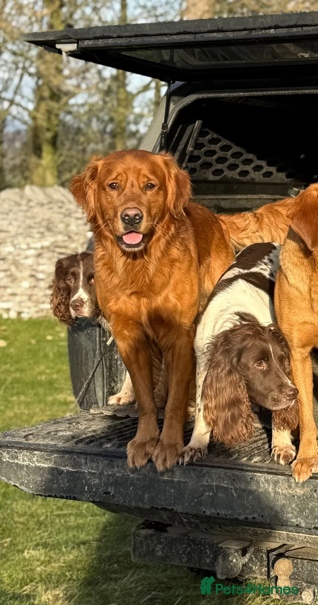 Golden Retriever dogs for sale: Low inbreeding coefficient puppies due soon  - Advert 26