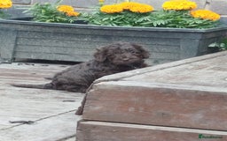 Cockapoo dogs for sale: Stunning cockapoo puppies  - Image 1