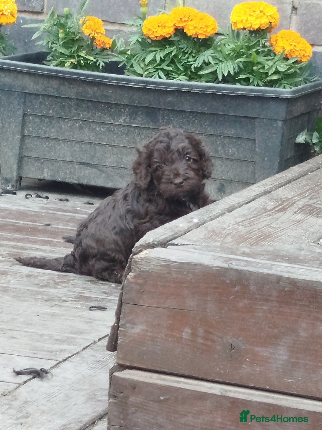 Cockapoo dogs for sale: Stunning cockapoo puppies  - Image 1