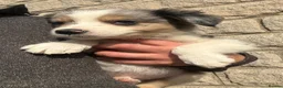 Border Collie dogs for sale: Blue merl border collies  - Advert 1