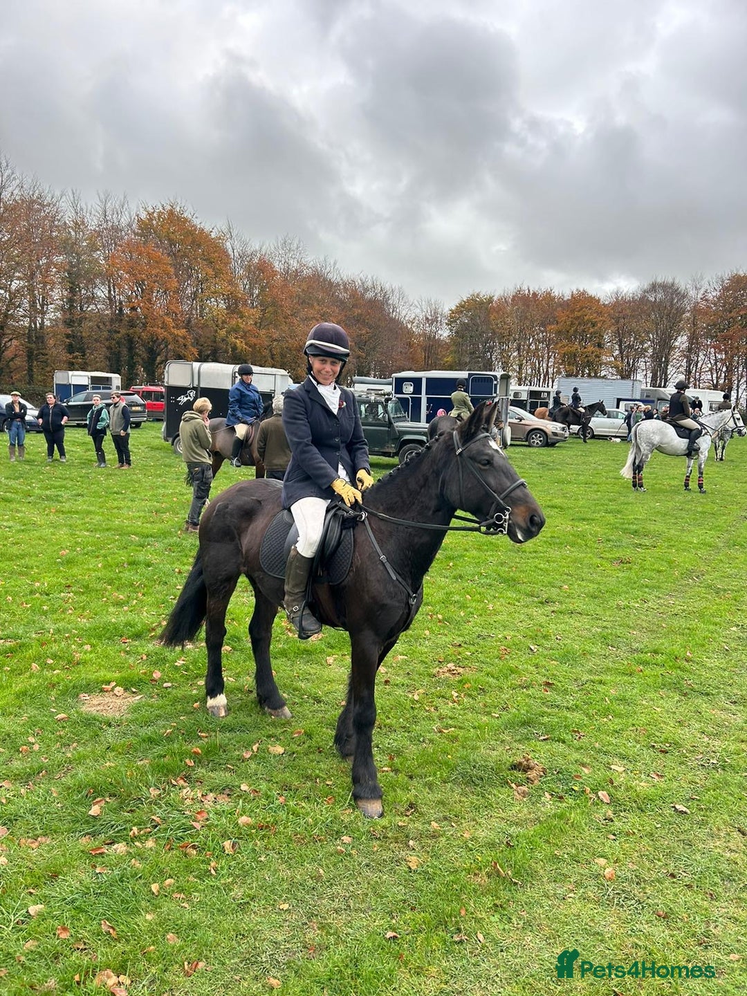 Other Breed horses for sale: Alrounder - Advert 10