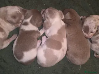 Dachshund dogs Miniature Daschunds - Advert 2