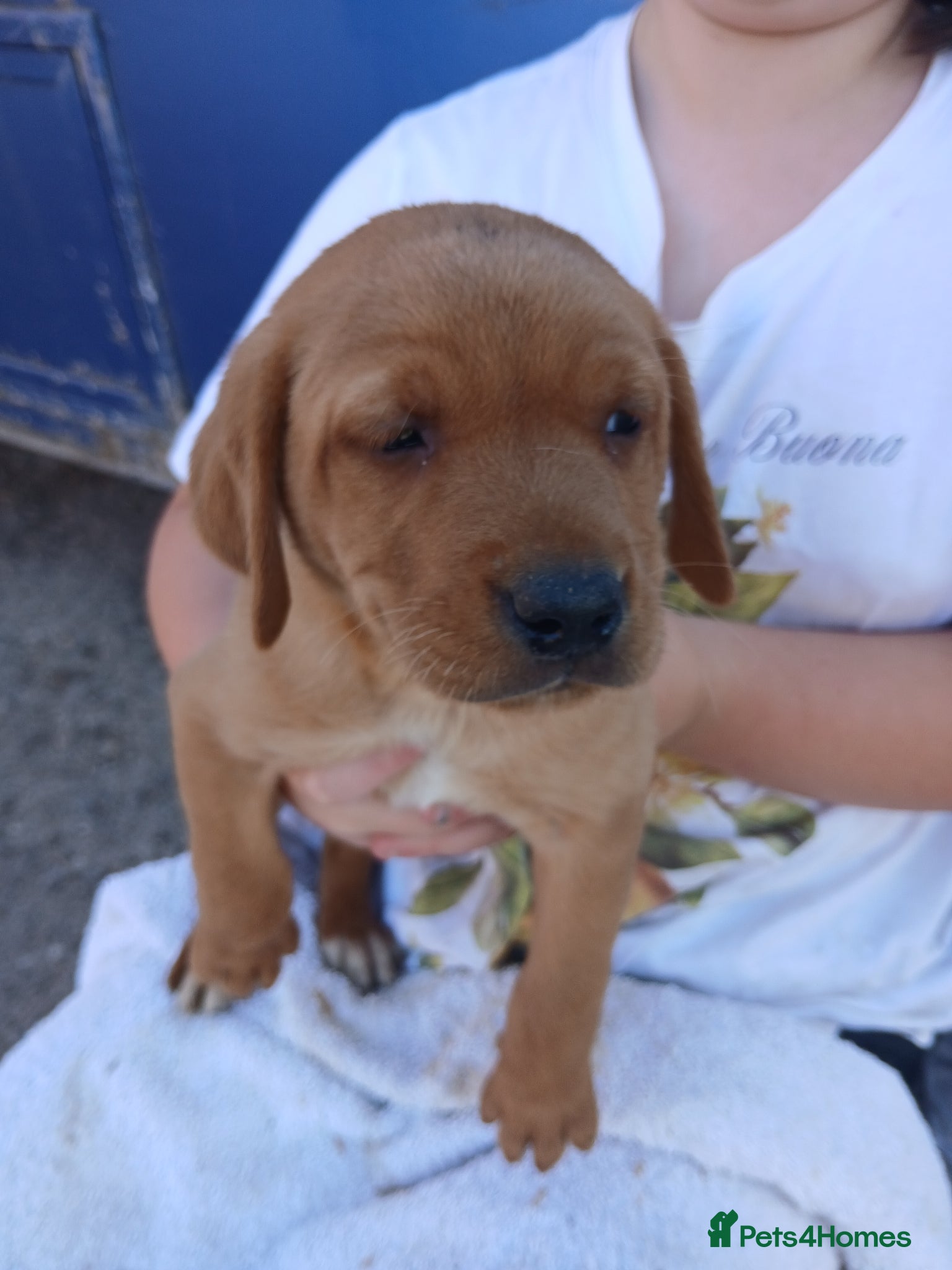 Labrador Retriever dogs for sale: Fabulous litter of golden and fox red lab puppies. - Advert 11