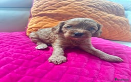 Cavapoo dogs for sale: Black and solid Red Cavapoo therapy pups for sale  - Image 6