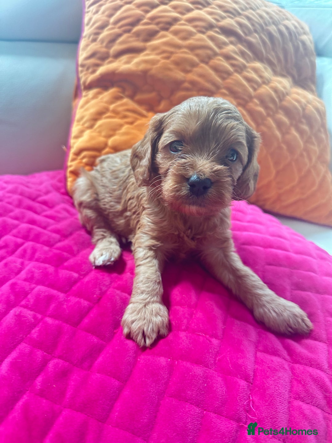 Cavapoo dogs for sale: Black and solid Red Cavapoo therapy pups for sale  - Image 6
