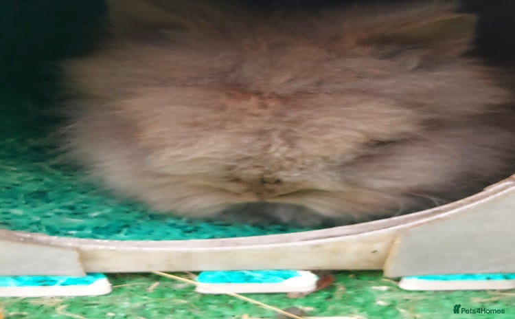 Lionhead rabbits - Advert 2