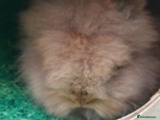 Lionhead rabbits - Advert 8