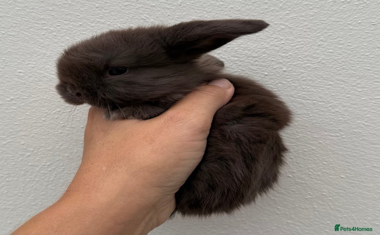 Mini Lop rabbits - Advert 15