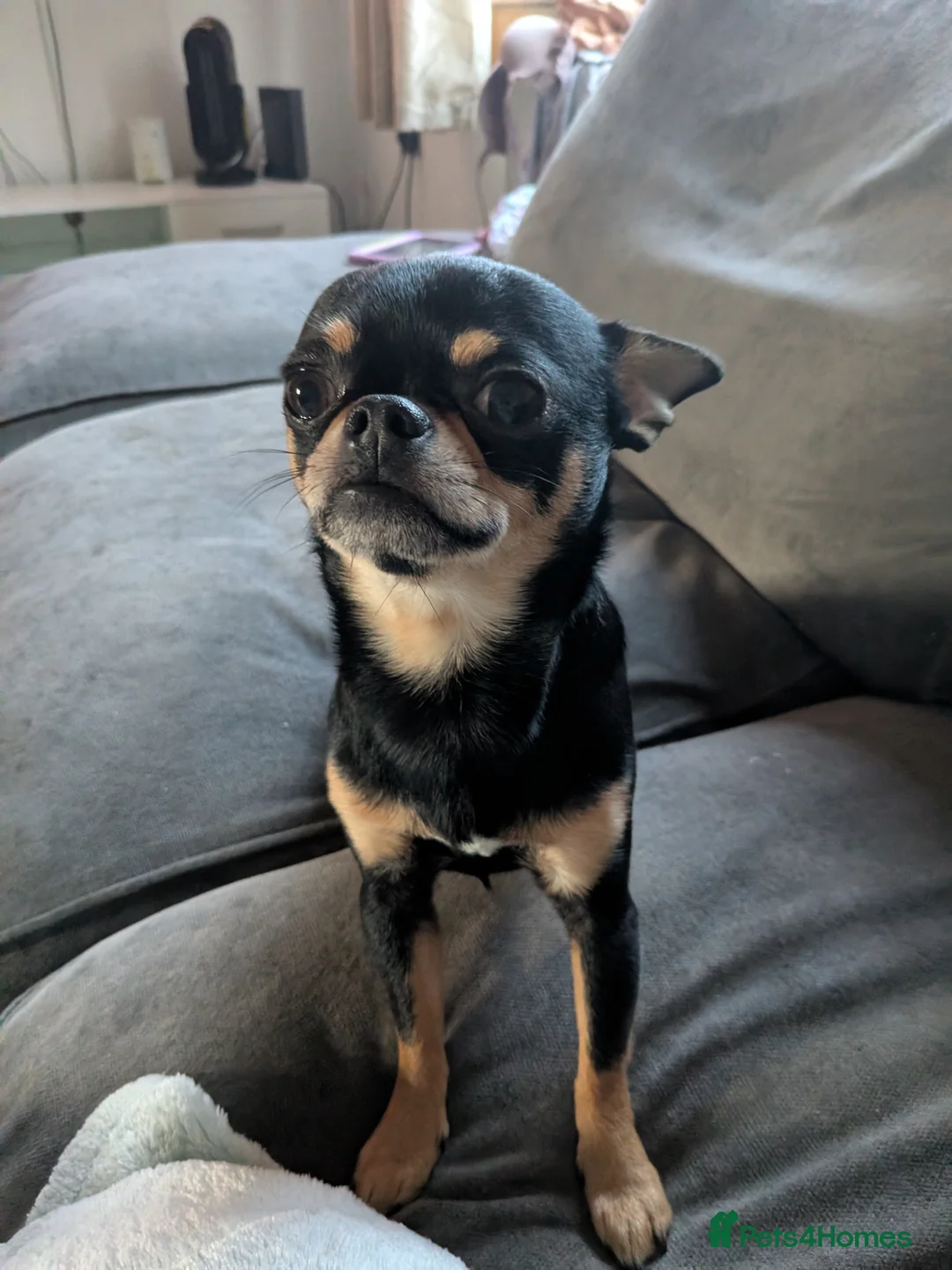 Chihuahua dogs for sale: Chihuahua Litter Due March  - Advert 8