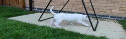 English Bull Terrier dogs for sale: KCRegi EBT English Bull Terrier Puppies–Top Line - Advert 24