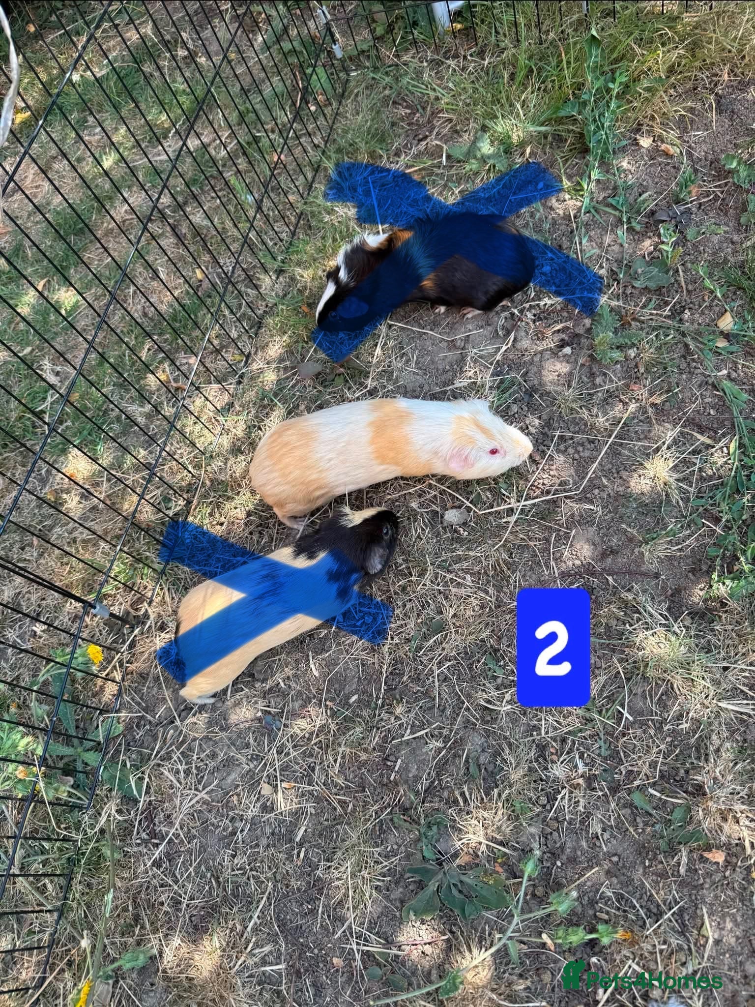 Guinea Pig rodents Guinea pigs for sale bonded pairs / trios  - Advert 12