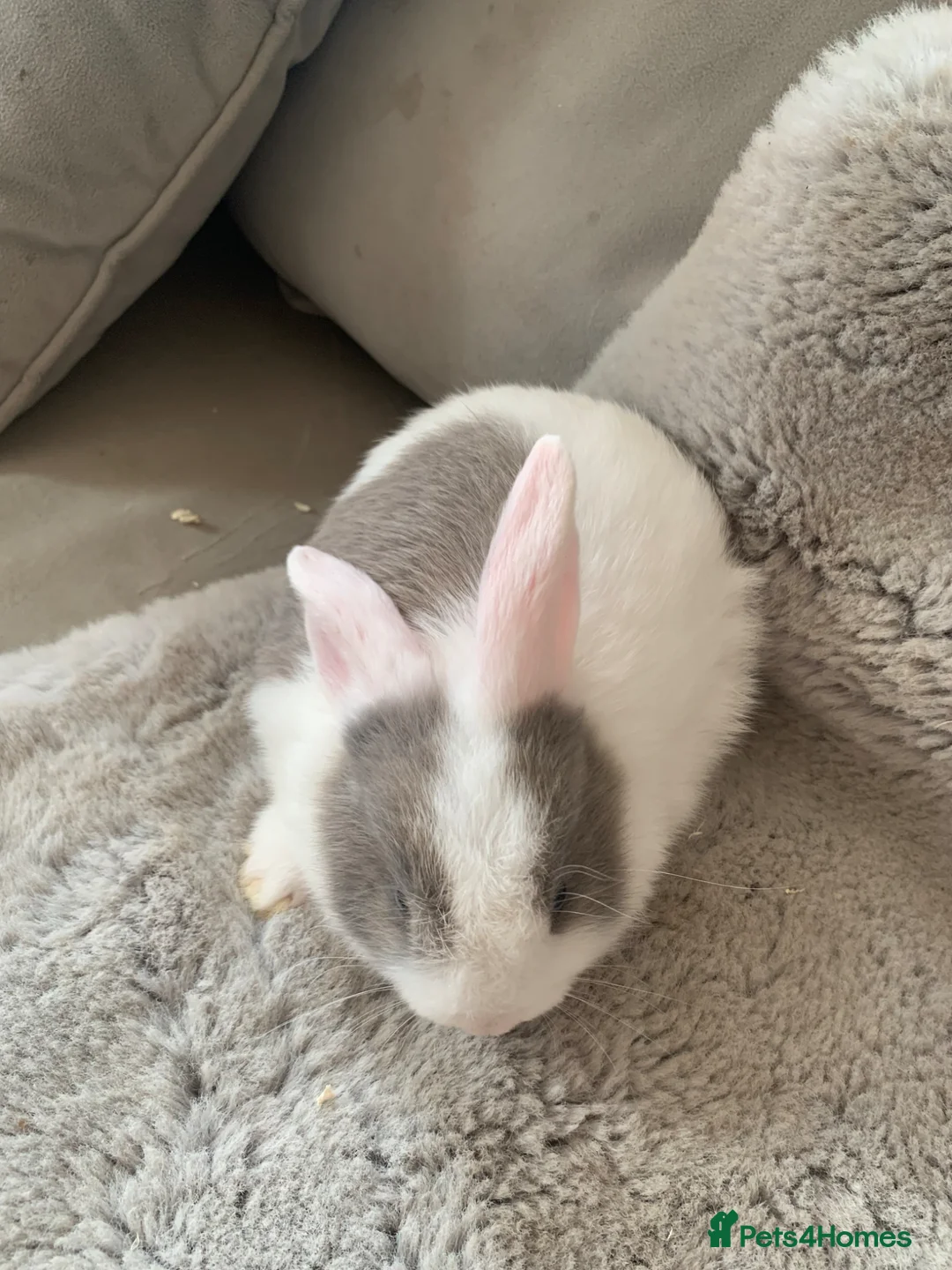 Mixed Breed rabbits for sale: blue eyed baby bunnies ready on the 4th April 💙💖 - Advert 2