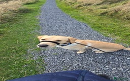 Labrador Retriever dogs for sale: Wanted loving home for bear  - Image 6