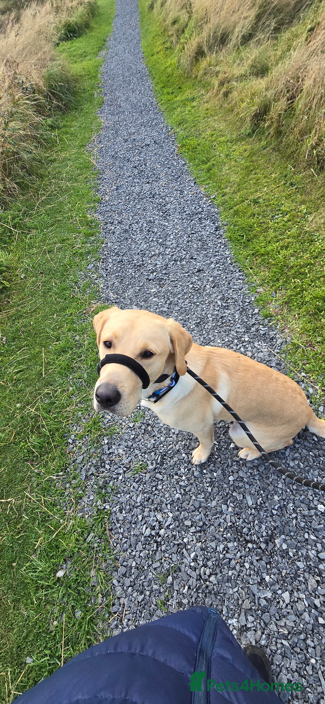 Labrador Retriever dogs for sale: Wanted loving home for bear  - Image 6