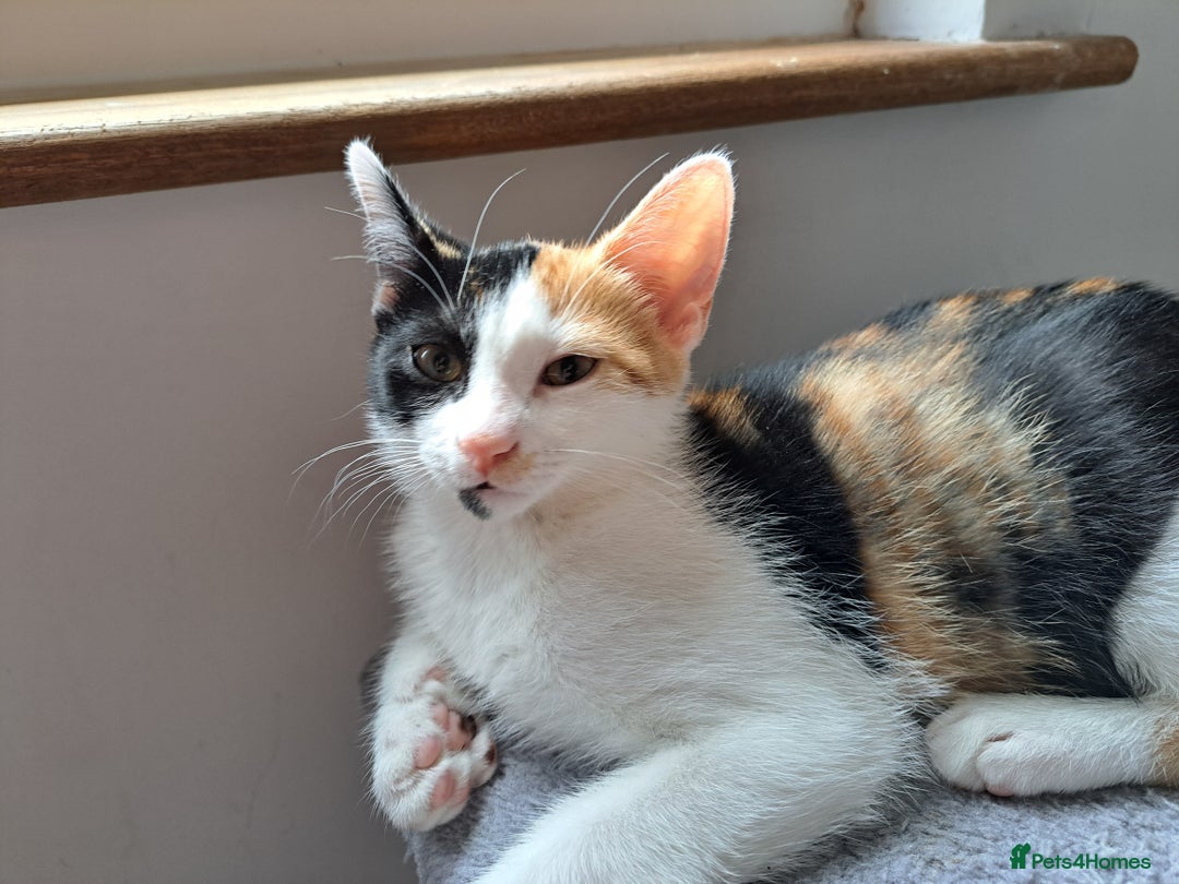 Domestic Shorthair cats for sale: 2 Gorgeous Pairs Of Kittens - Image 8