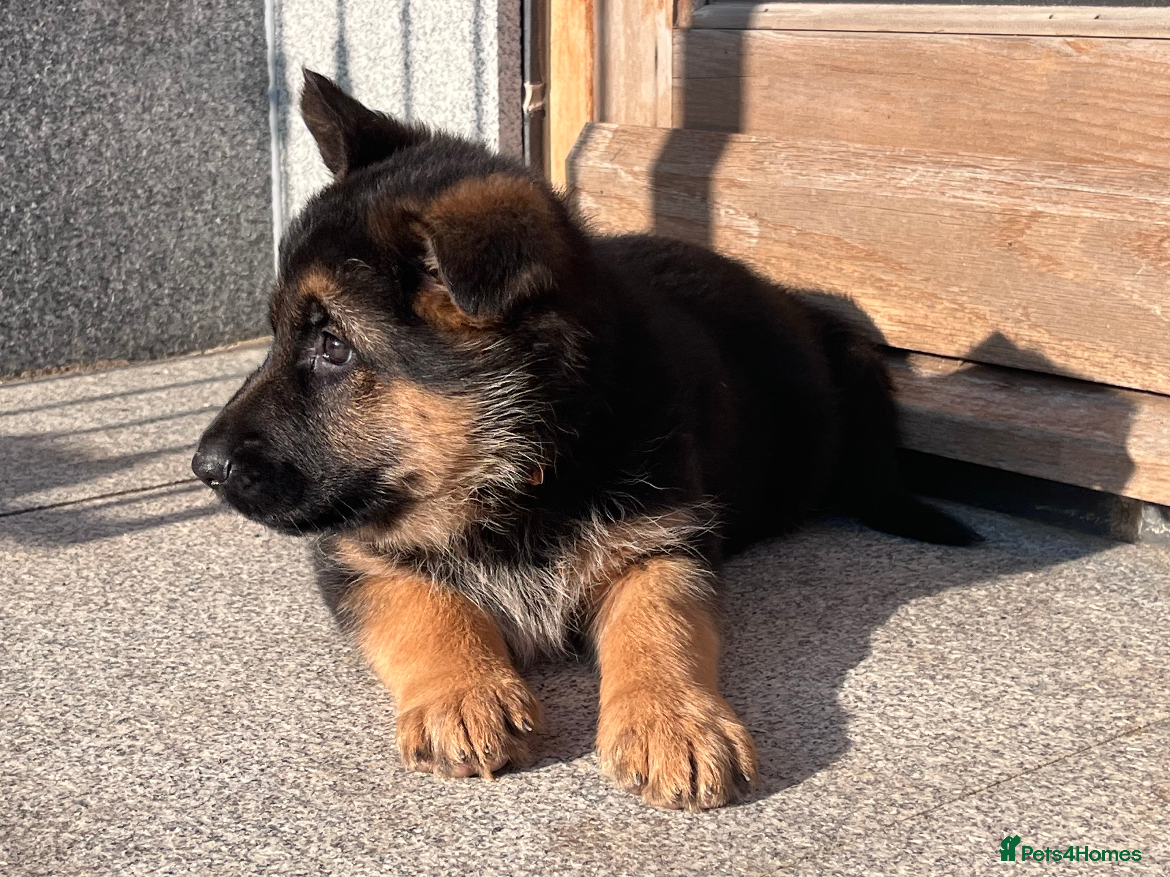 German Shepherd dogs KC reg German shepherd puppies  - Advert 3