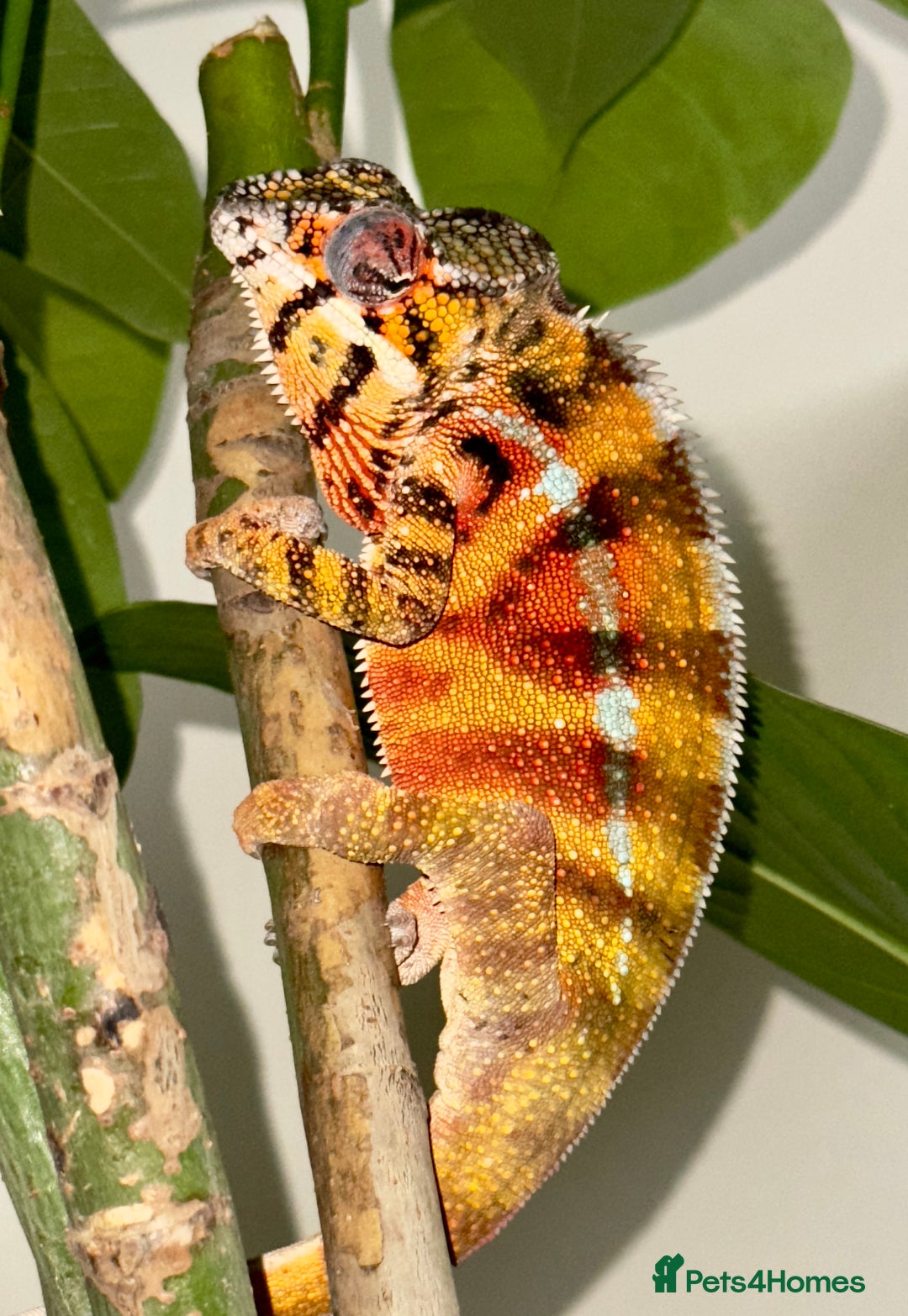 Lizard reptiles for sale: Panther Chameleon Adult Male - Advert 3