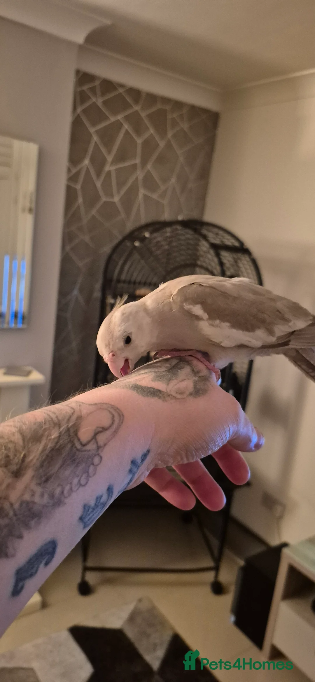 Cockatiels birds for sale: Cockatiel - Advert 3