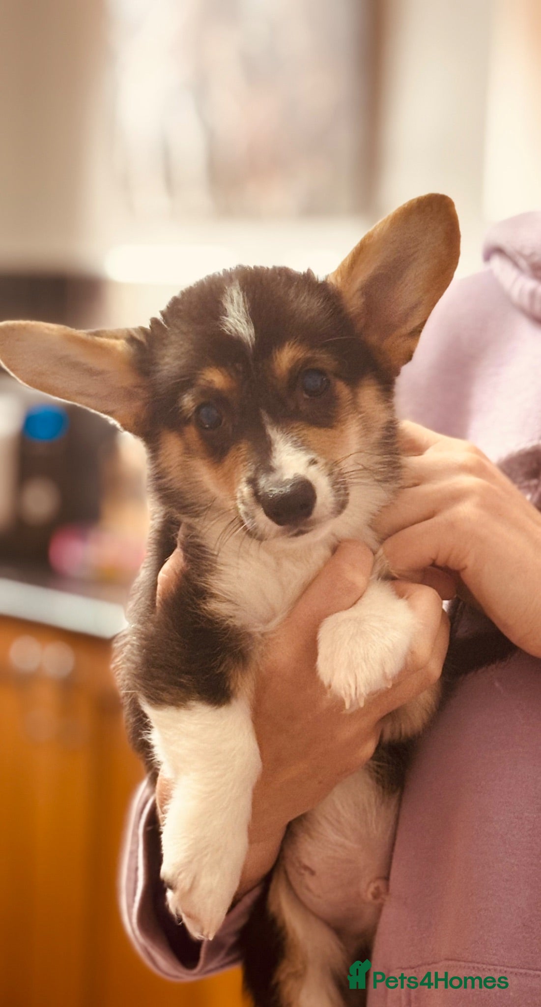 Welsh Corgi Pembroke dogs KC Tri boy ready now, from health tested parents - Advert 2