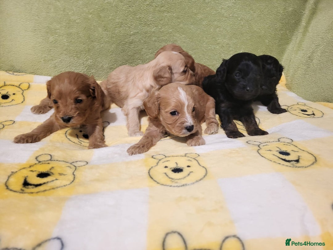 Cavapoo dogs for sale: Cavapoo - Advert 3