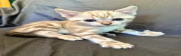 Bengal cats for sale: Stunning Snow Bengal Kittens - Advert 16