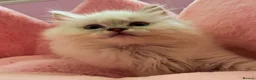 Ragdoll cats for sale: TICA Active Registered Ragdoll Kittens - Advert 16