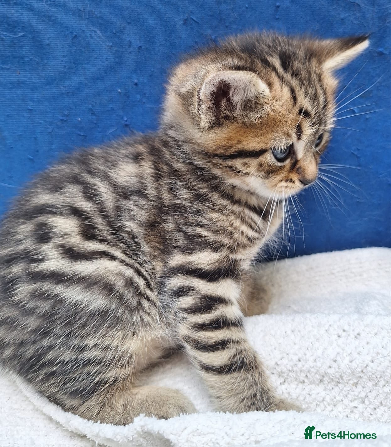 Mixed Breed cats Adorable kittens ready for their new home - Advert 1