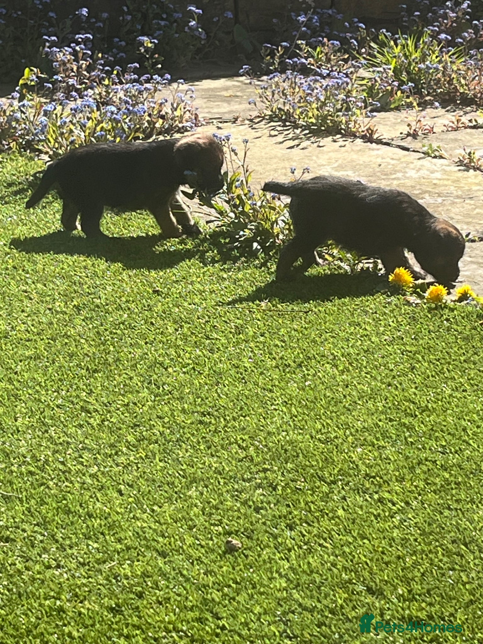 Border Terrier dogs KC reg Slem clear border terrier pups reg breeder - Advert 2