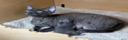 Devon Rex cats for sale: Beautiful blue boy!!!!! - Advert 12