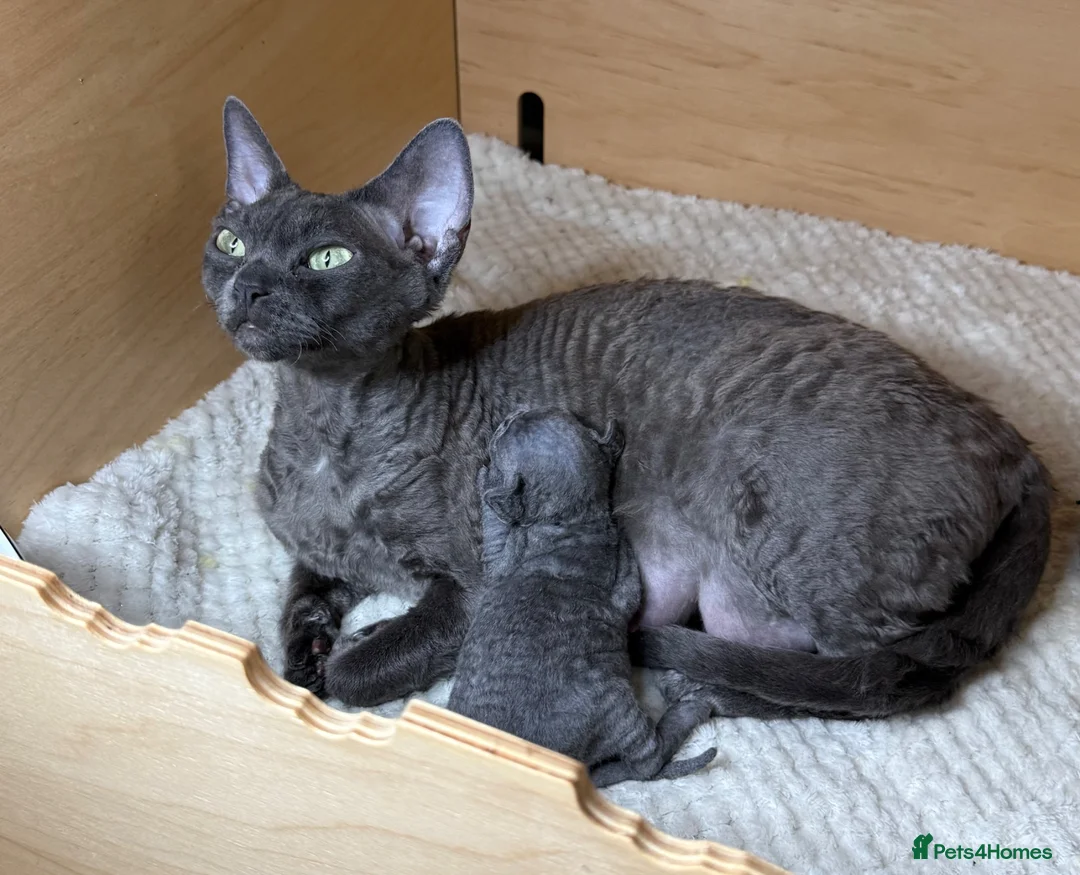 Devon Rex cats for sale: Beautiful blue boy!!!!! - Advert 12
