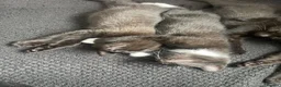 Mixed Breed cats for sale: 4 black male kittens  - Advert 5