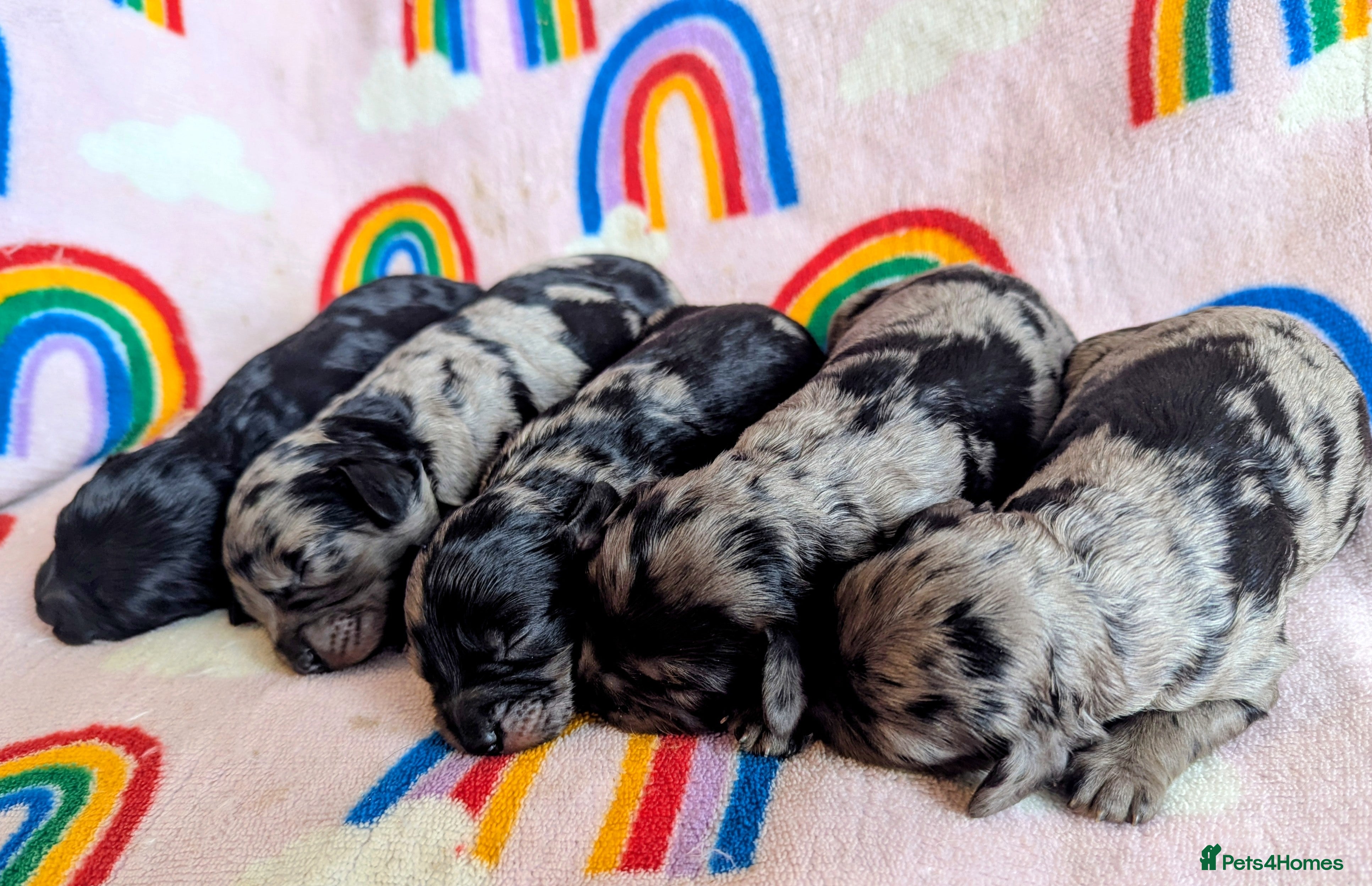 Cavapoo dogs DNA health tested Merle Cavapoos - Advert 16