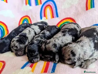 Cavapoo dogs DNA health tested Merle Cavapoos - Advert 16