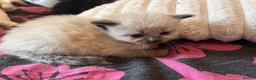 Mixed Breed cats for sale: Ragdoll x Maine coon kittens - Advert 3