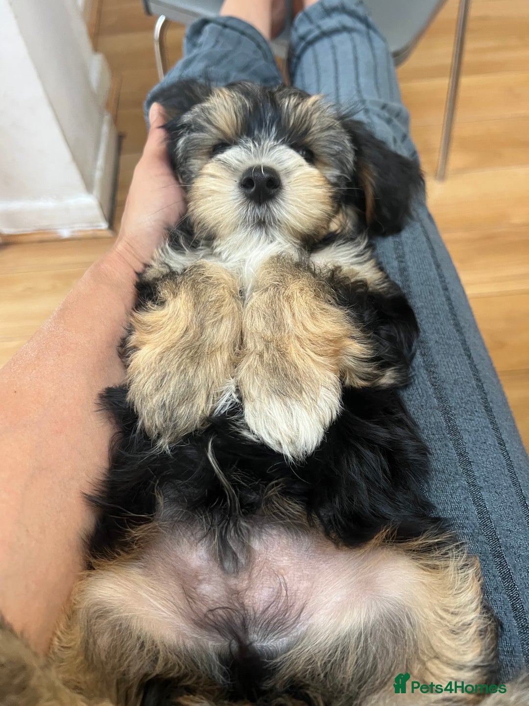 Maltese dogs for sale: bichon meltese  - Image 12