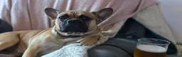 Mixed Breed dogs for sale: Frenchie x Chihuahua (please read description) - Advert 14