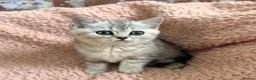 British Shorthair cats for sale: Gorgeous silver female British shorthair kitten - Advert 3