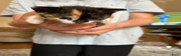 Mixed Breed cats for sale: Family Litter - Moggies in Stourbridge - Advert 5