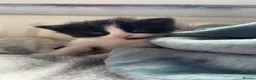 Mixed Breed cats for sale: Male and female tuxedo kittens  in Pontefract - Advert 4