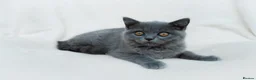 British Shorthair cats for sale: Blue British Shorthair 2 Kittens Left **MUST SEE** - Advert 3
