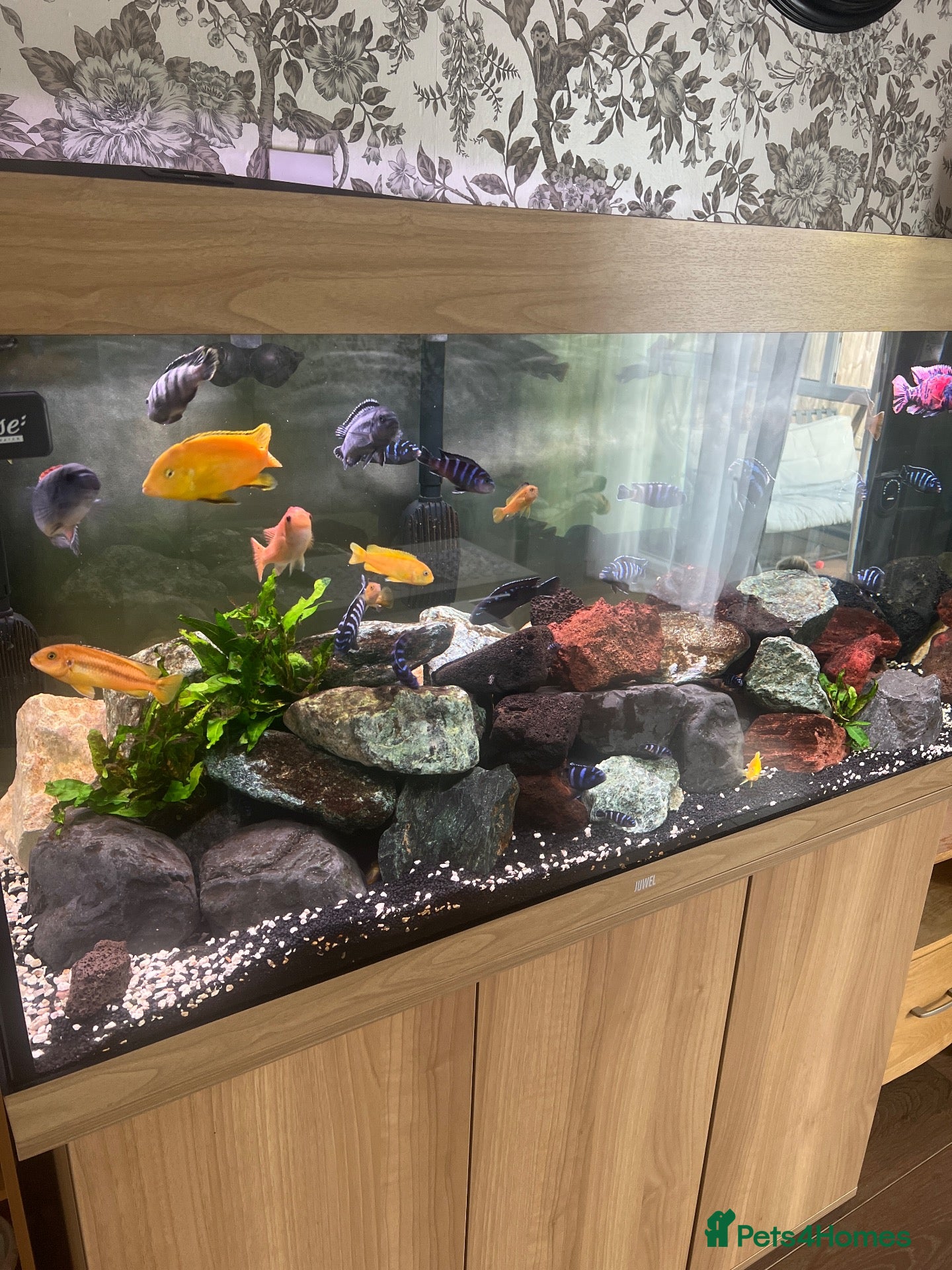 Cichlids fish Juwel Rio 350 Complete Malawi Mbuna Setup - Advert 12