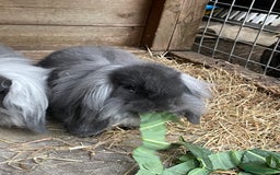 Mini Lion Lop rabbits for sale: 2 Mini Lion Lop Babies - Image 10
