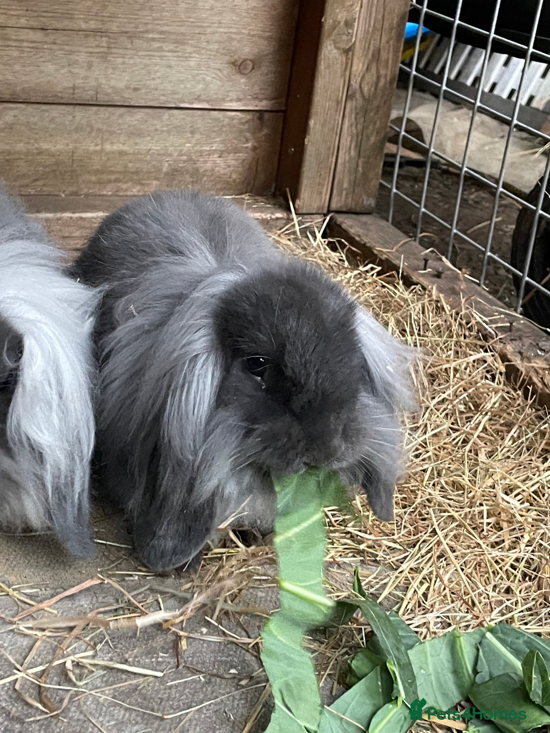 Mini Lion Lop rabbits for sale: 2 Mini Lion Lop Babies - Image 10