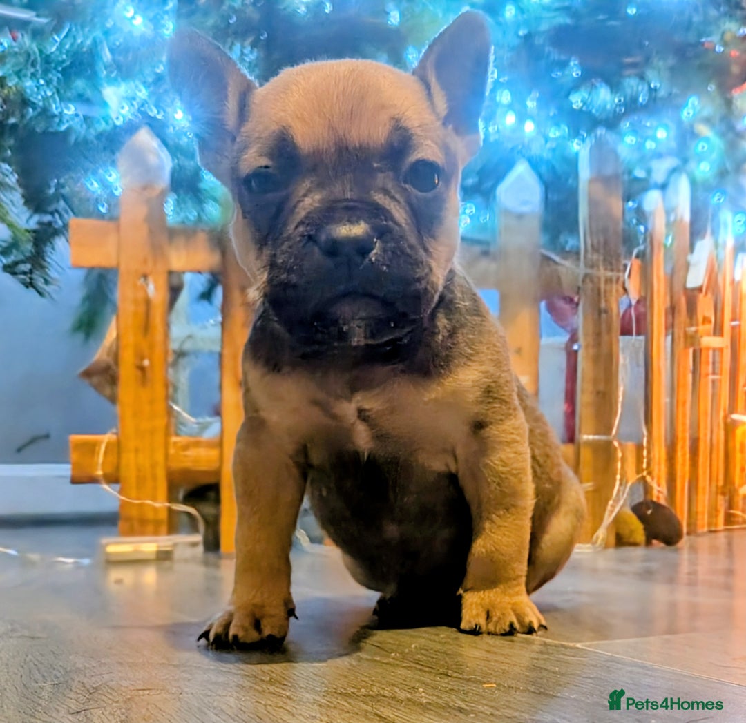 Mixed Breed dogs for sale: Beautiful french bulldog x pocket bully pups - Advert 4