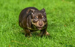 American Bully dogs for sale: REDUCED last girl Quality american Pocket Bully  - Image 12